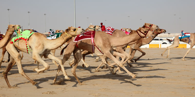 Гонки на верблюдах в достопримечательность Дубаи
