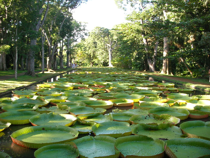 Ботанический сад Памплемус