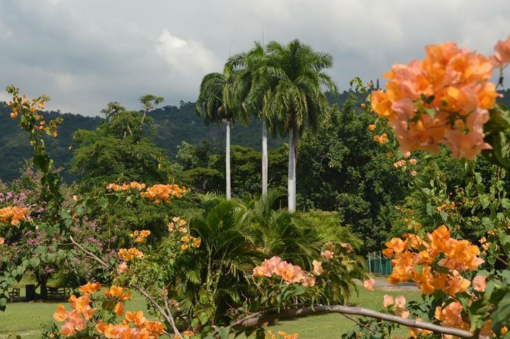 Ботанические сады Надежды, Ямайка