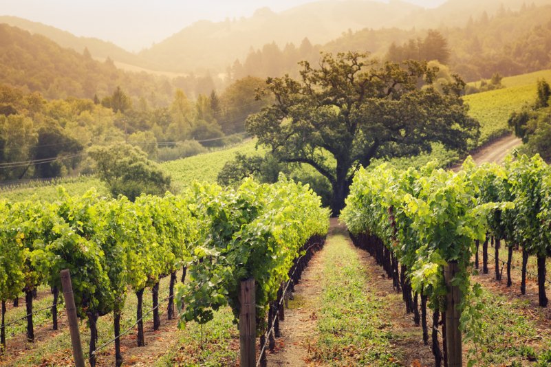 Калифорнийские виноградники
