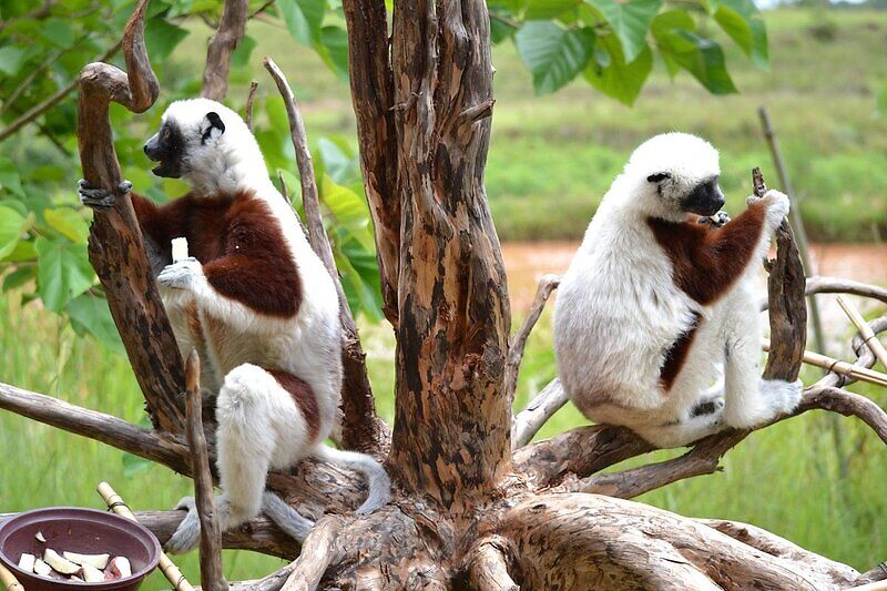 Парк лемуров, Мадагаскар достопримечательности кратко