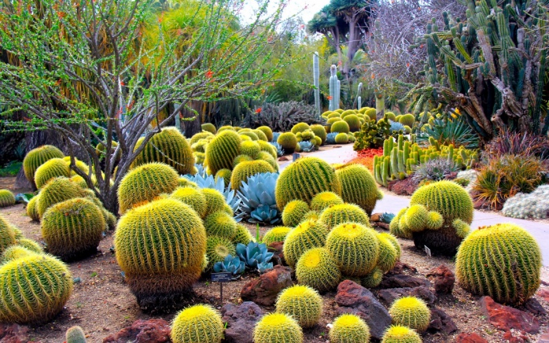 Пустынный ботанический сад в Финиксе