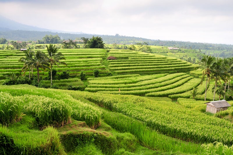Рисовые поля Бали