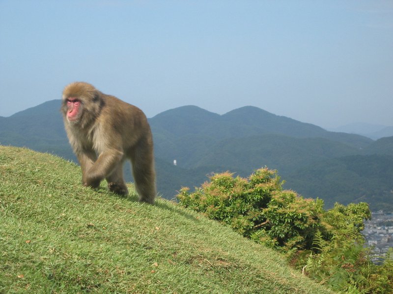 Гора обезьян