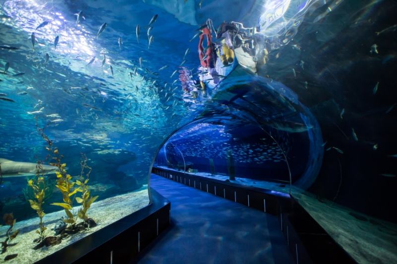 Пусанский аквариум