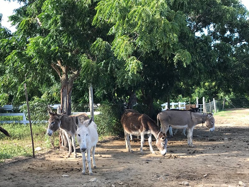 Antigua's Donkey Sanctuary
