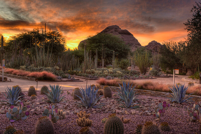 Ботанический сад пустыни, Феникс Аризона