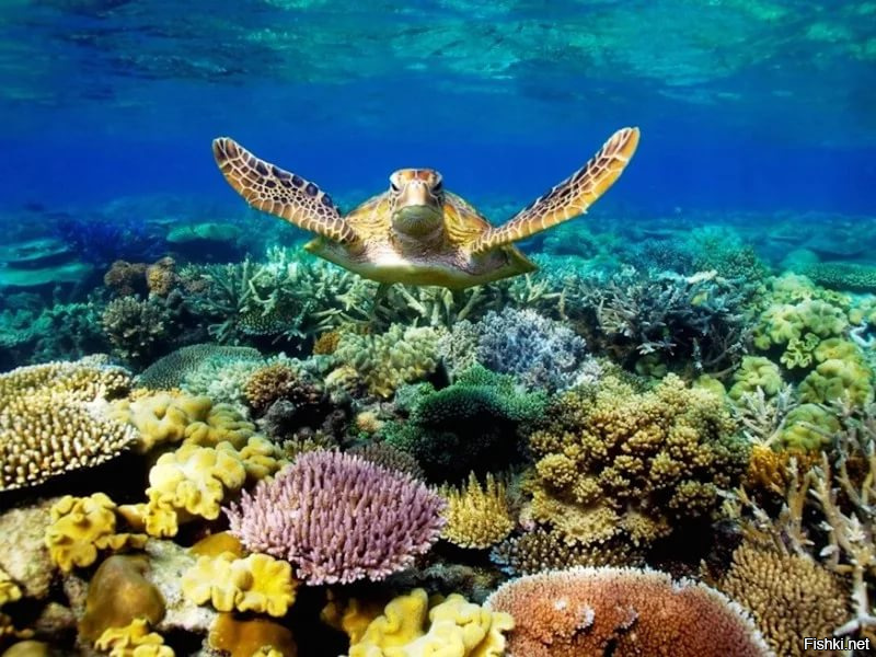 Coral Sea Marine Park, путеводитель по природным достопримечательностям Австралии