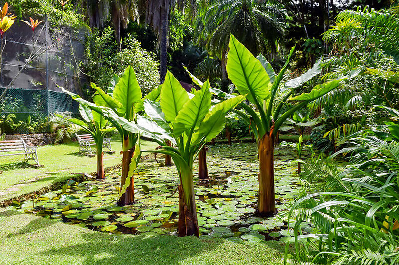 Национальный ботанический сад Сейшельских островов (Маэ)