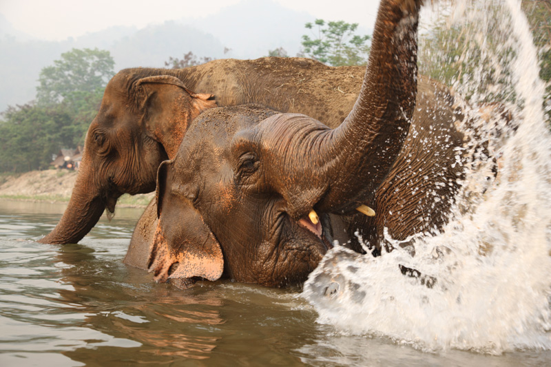 Природный парк слонов, Чиангмай