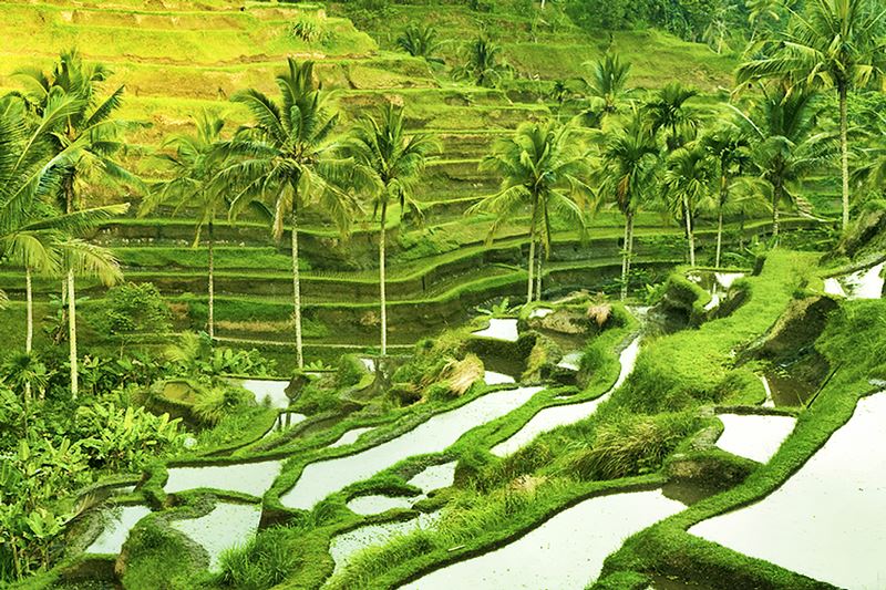 Рисовая терраса Тегаллаланг, достопримечательности бали индонезия