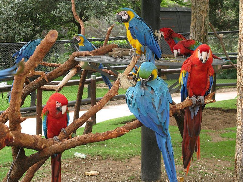 Сады птиц Монтеказино, Йоханнесбург