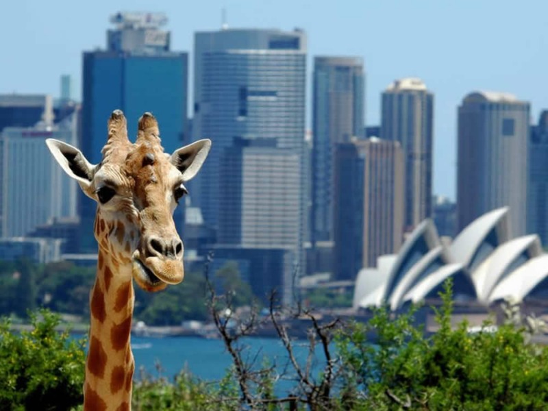 Taronga Zoo, гид по Сиднею