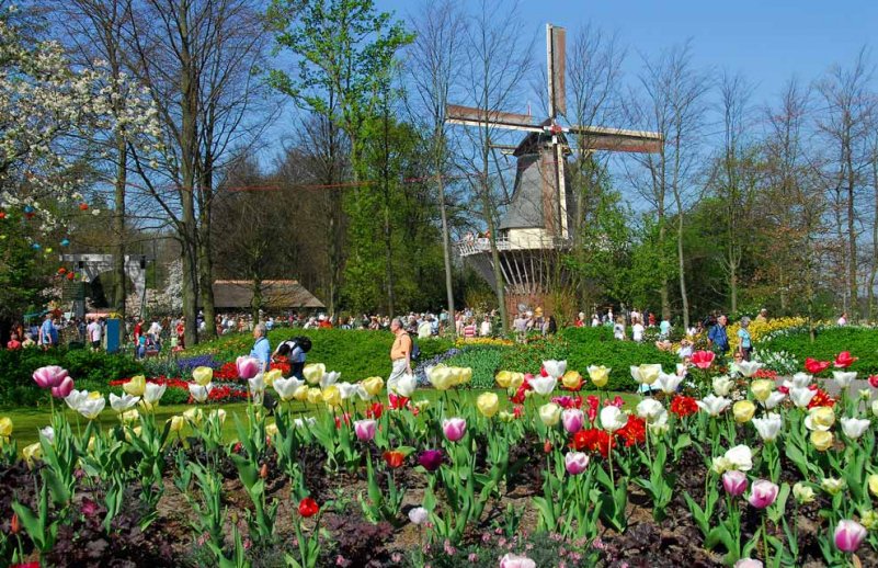 Тюльпаны Голландии Амстердам