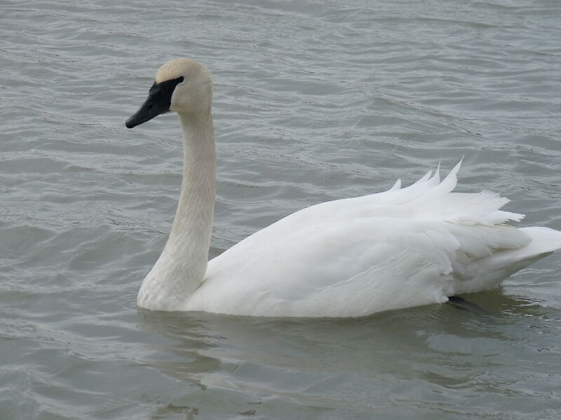 odette swan lake South Carolina
