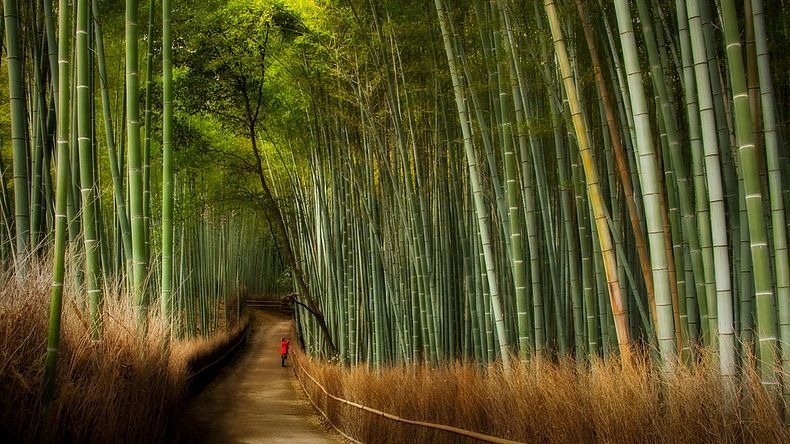 Бамбуковый лес в районе Арашияма, Киото достопримечательности доклад