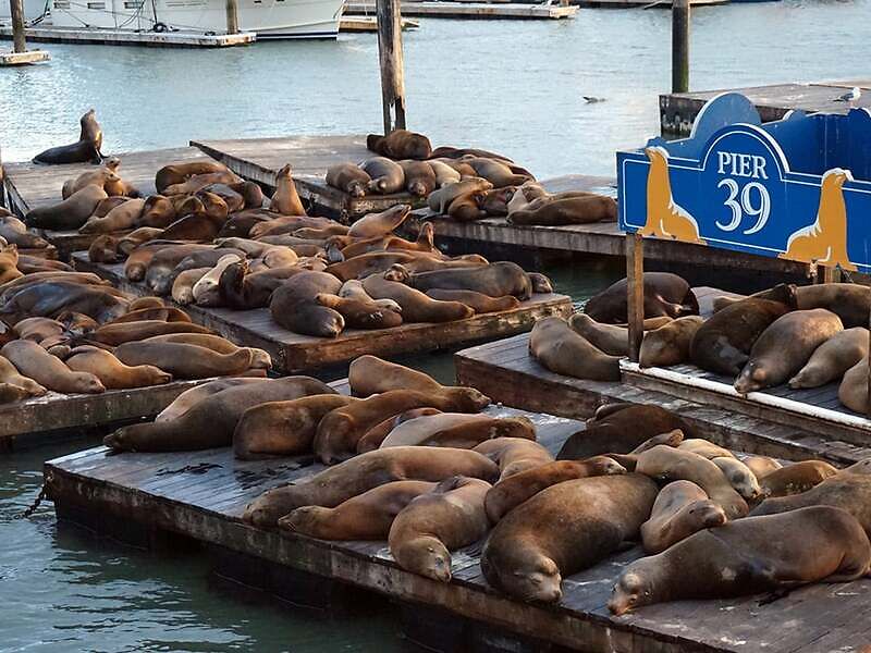 sea lions PIER 39